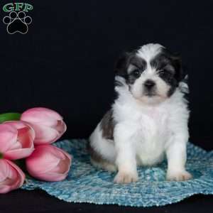 Patches (Tiny), Teddy Bear Puppy
